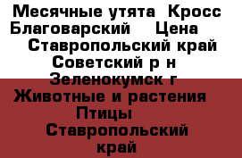  Месячные утята  Кросс Благоварский  › Цена ­ 90 - Ставропольский край, Советский р-н, Зеленокумск г. Животные и растения » Птицы   . Ставропольский край